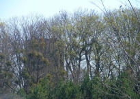 chateau de thuret-donjon